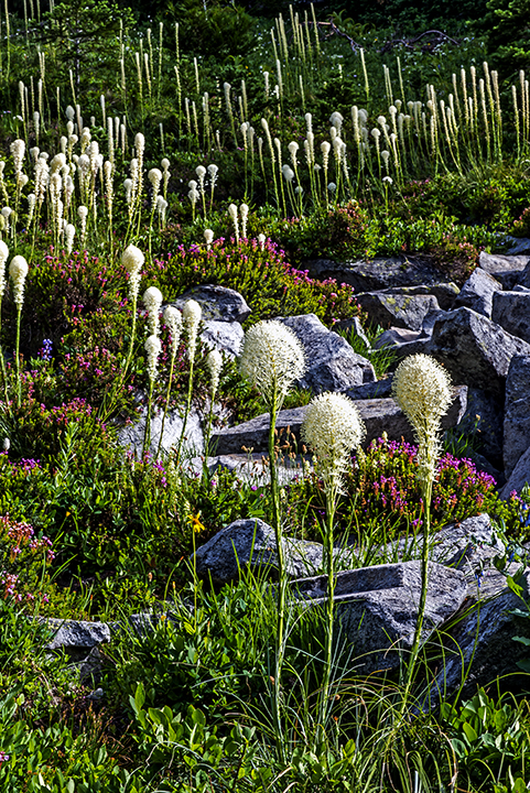 Bear grass (1 of 1).jpg