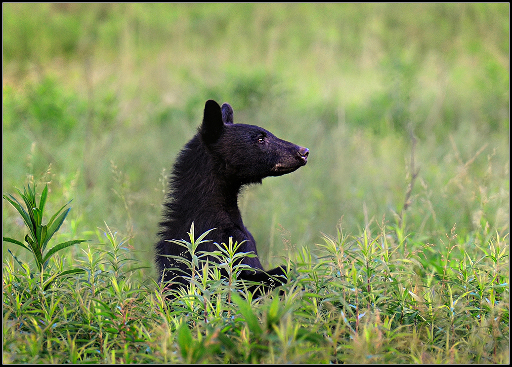 Bear in Cades Cove.jpg