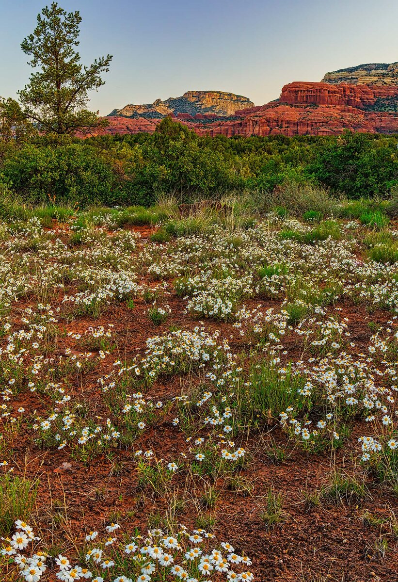 Bear Mountain Daisy.jpg