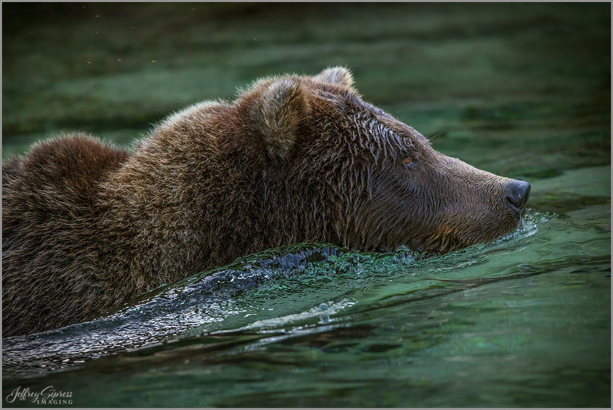 bearswim1.jpg