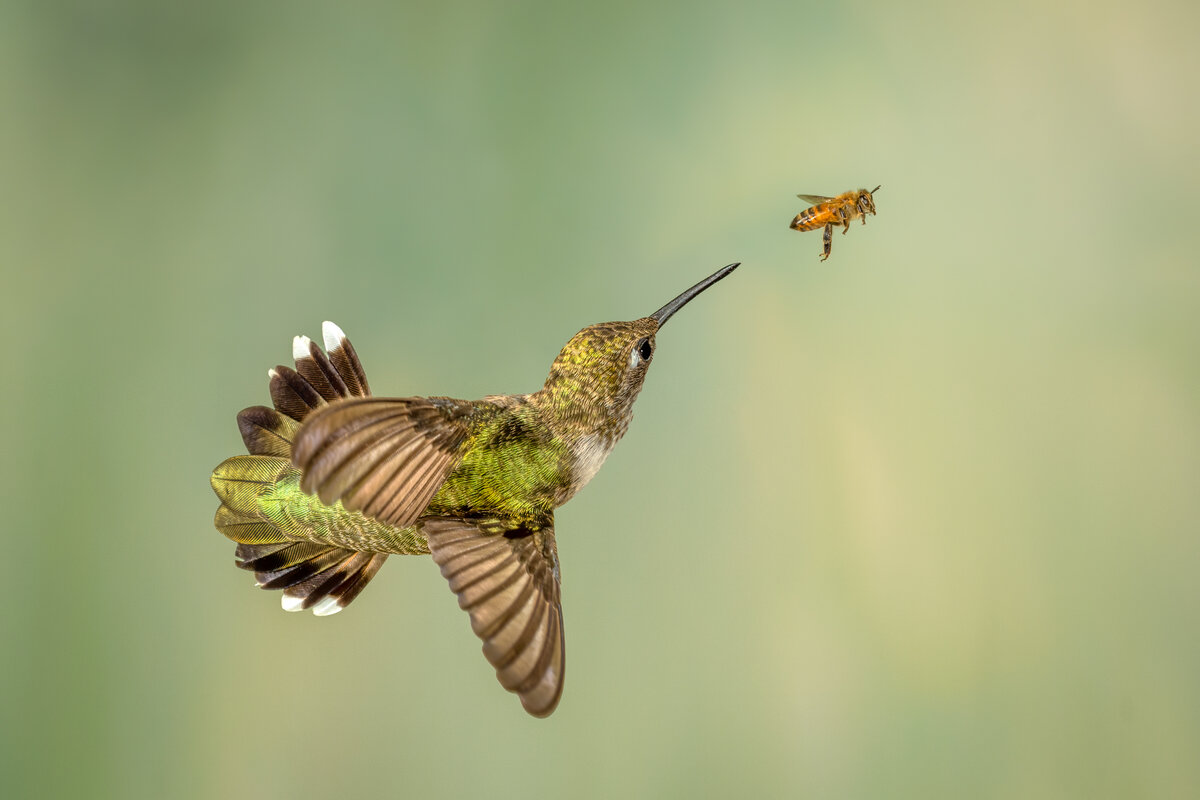 Bee-livable-5767-Edit-Edit.jpg