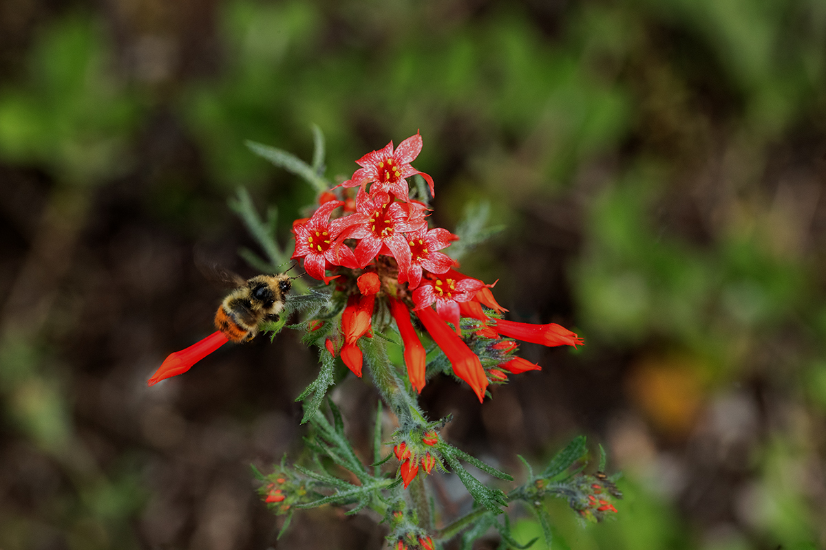 BeeScarletGilia.jpg