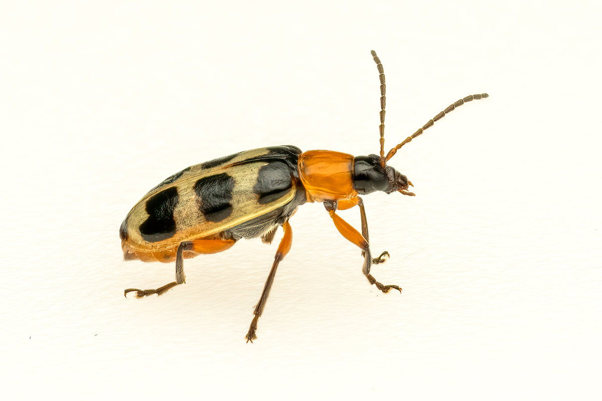Beetle 09583-Edit.jpg