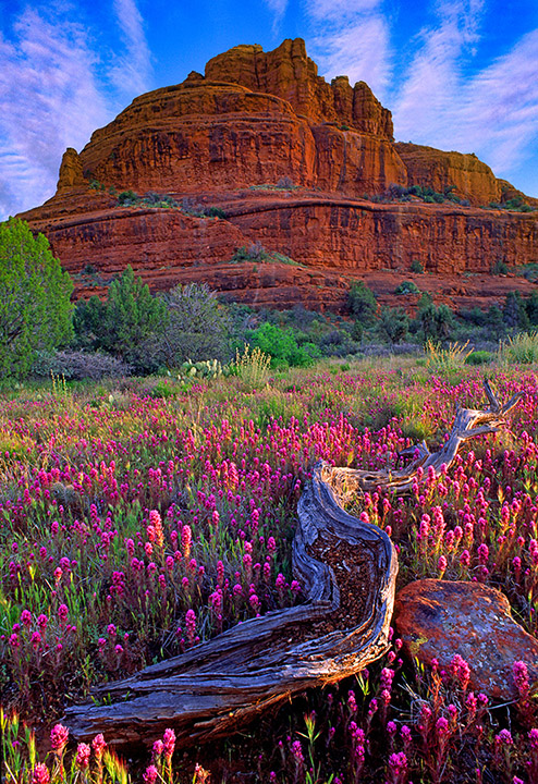 bell rock with Owl's Clover #3.jpg