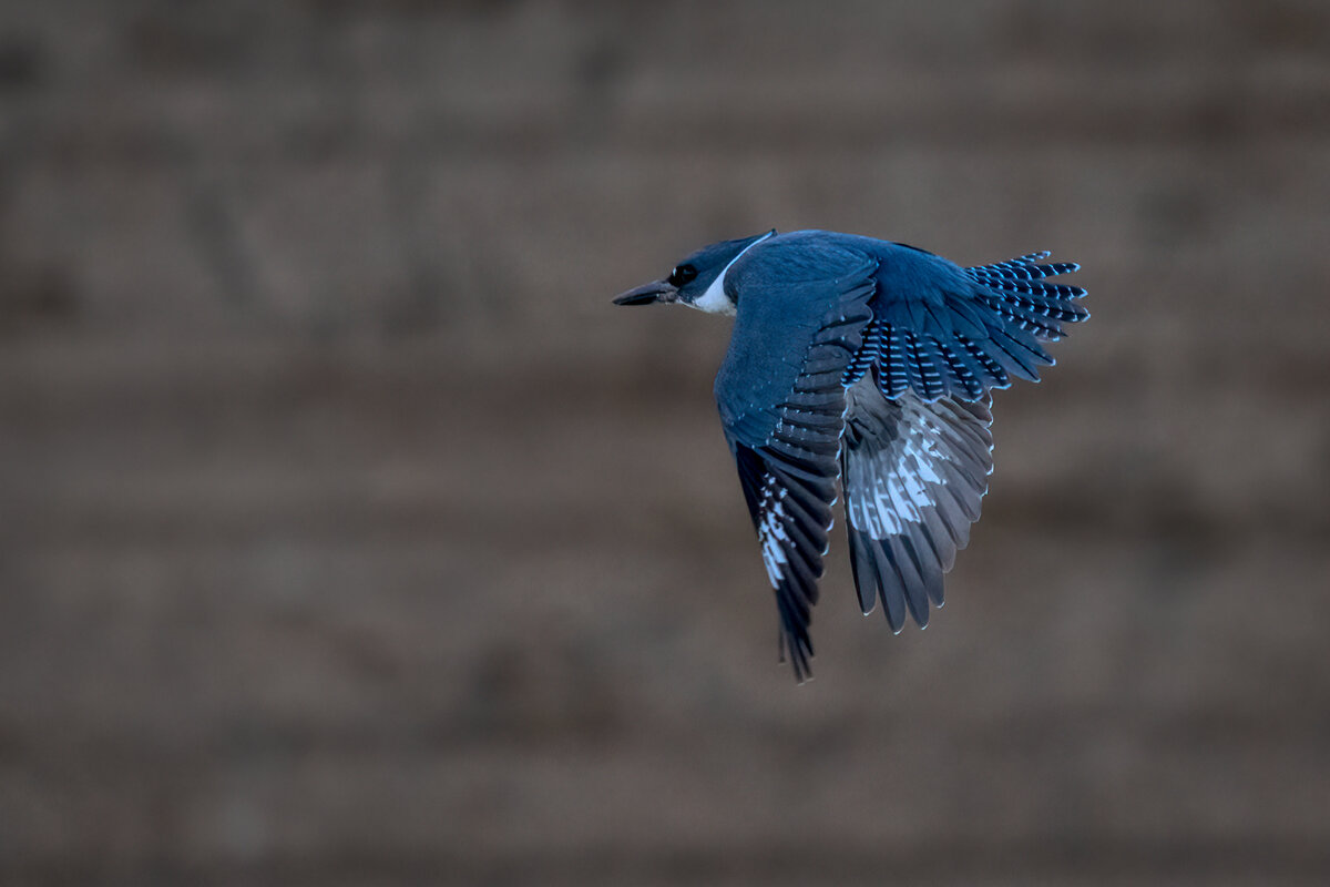 Belted kingfisher-04726-Edit.jpg