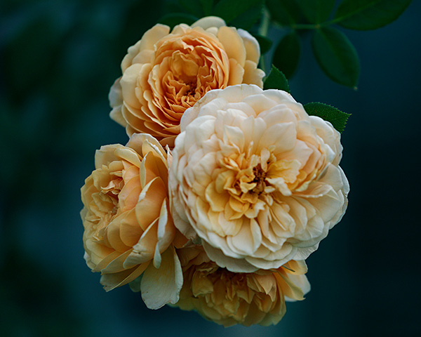 Ben 180824-7980-5DS R 600px.jpg