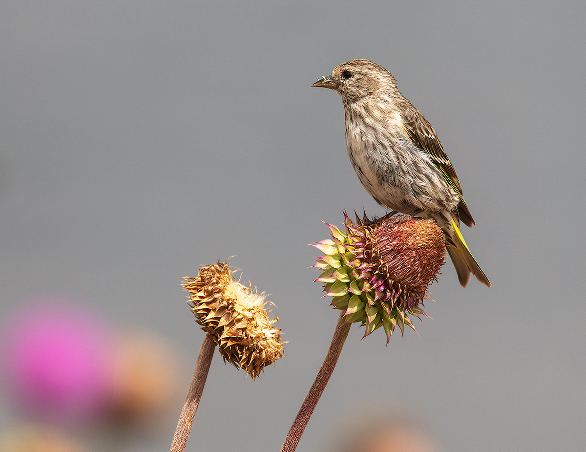 BensFinch.jpg