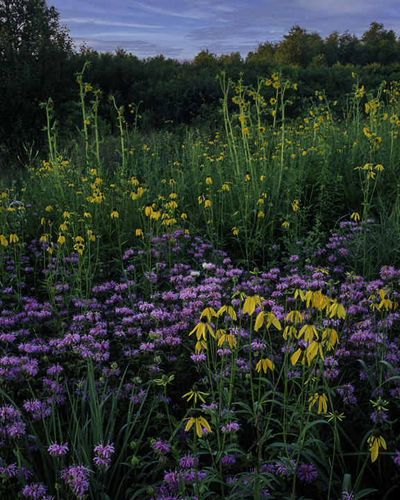 Bergamont and Yellow Coneflower.jpg