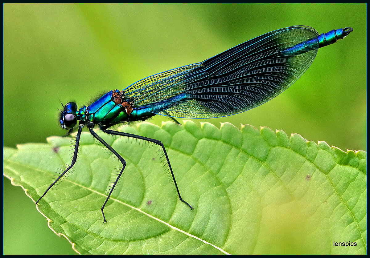 BEST DAMSELFLY.jpg