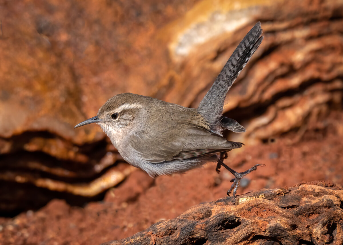 Bewick's wren-02551-Edit.jpg