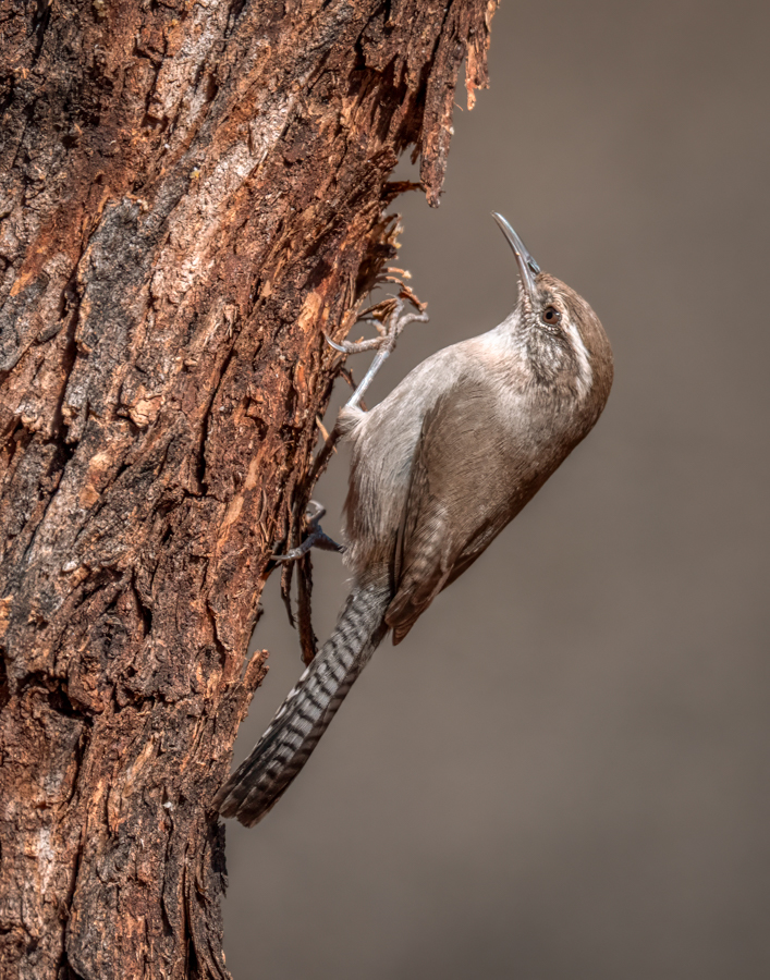 Bewick's wren 05067-Edit.jpg