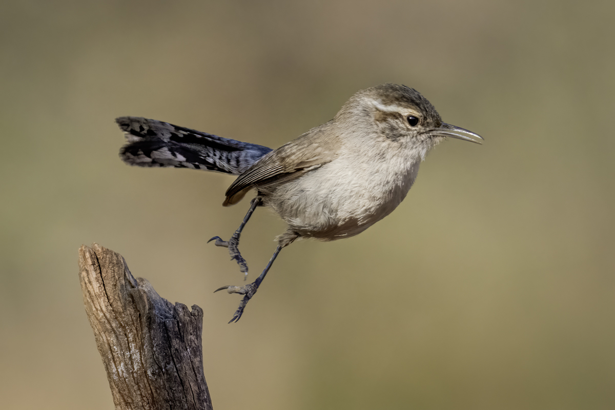 Bewick's Wren-07524-Edit.jpg