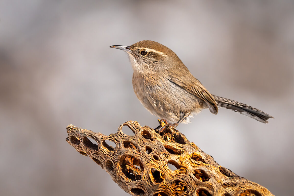 Bewick's wren-2822-Edit-2.jpg