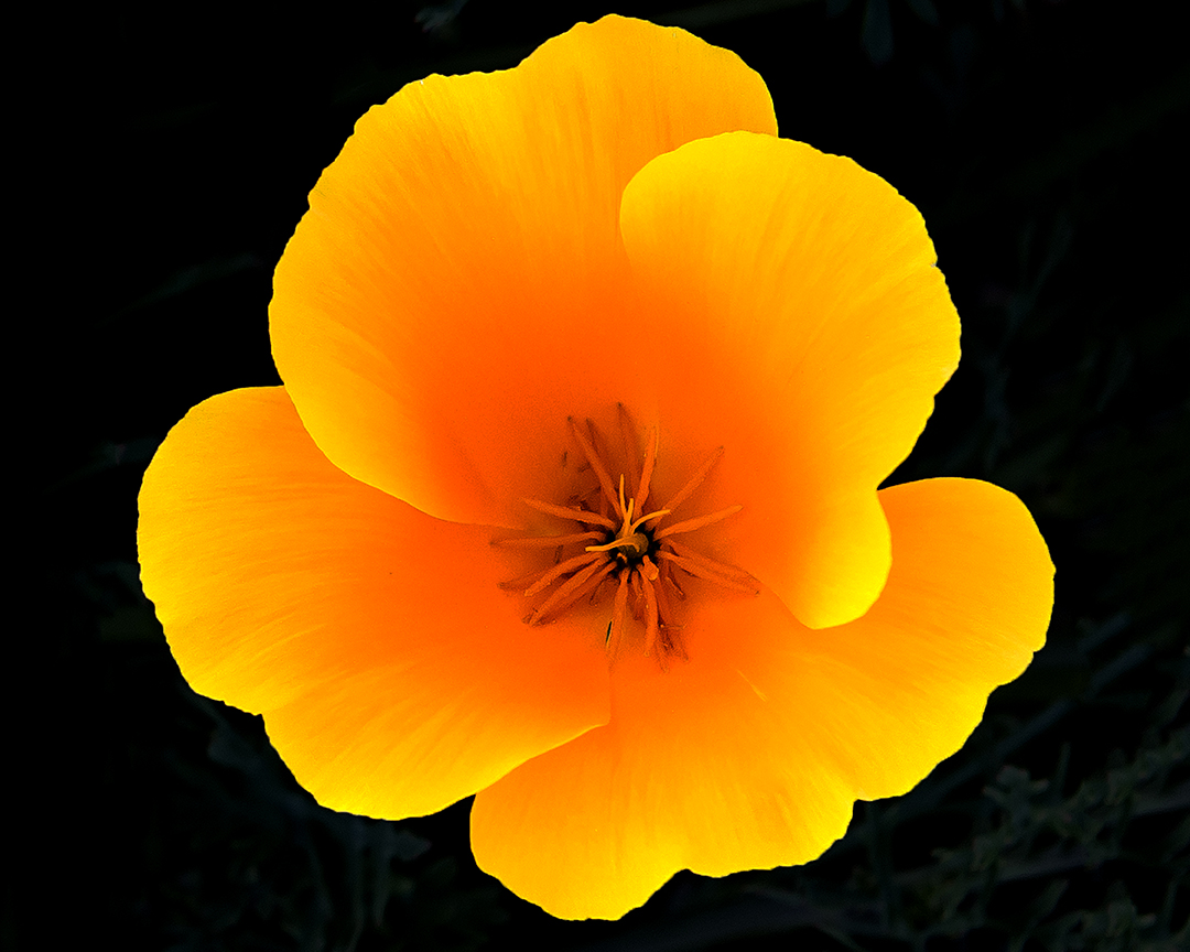 Big Poppy (1 of 1).jpg