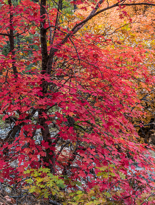 Big Tooth Maple Oak Creek Canyon (1 of 1).jpg