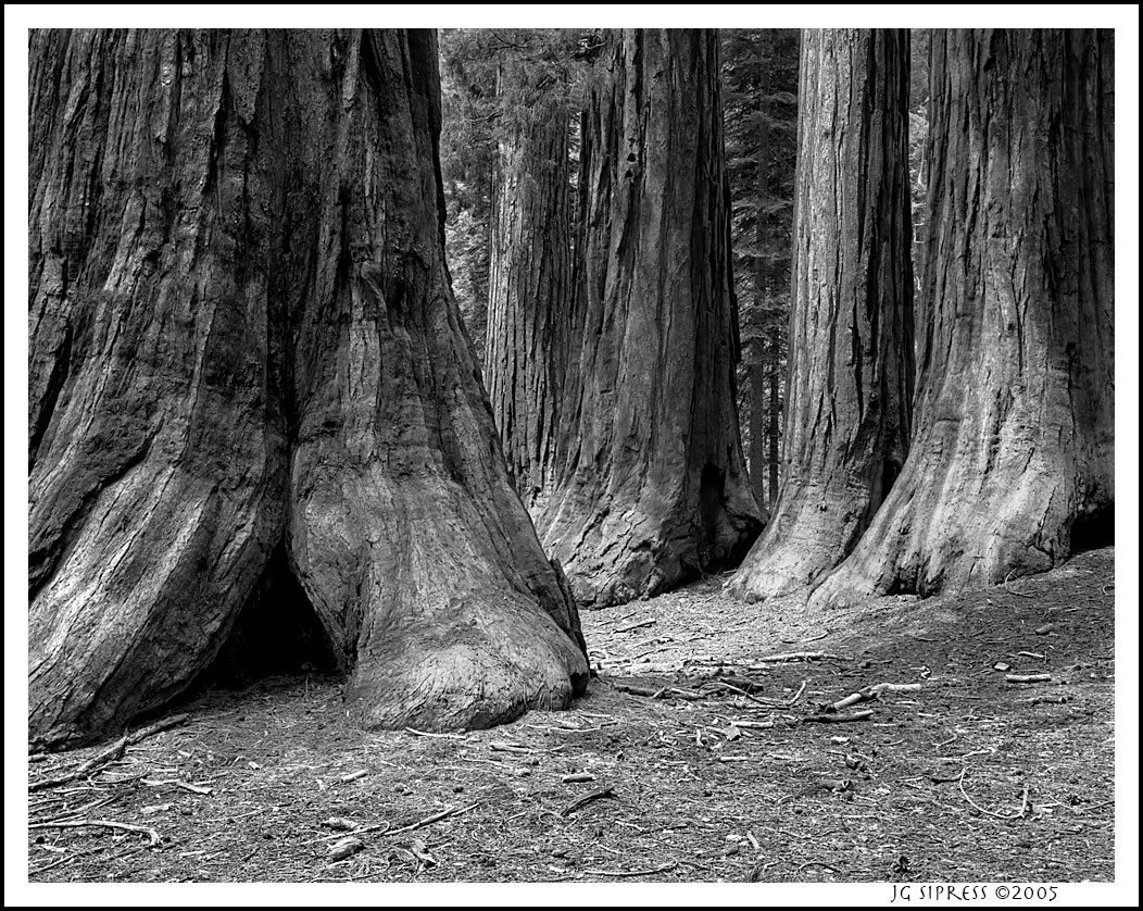 bigtrees1000.jpg