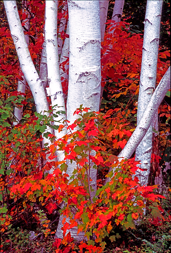 birch trunk.jpg