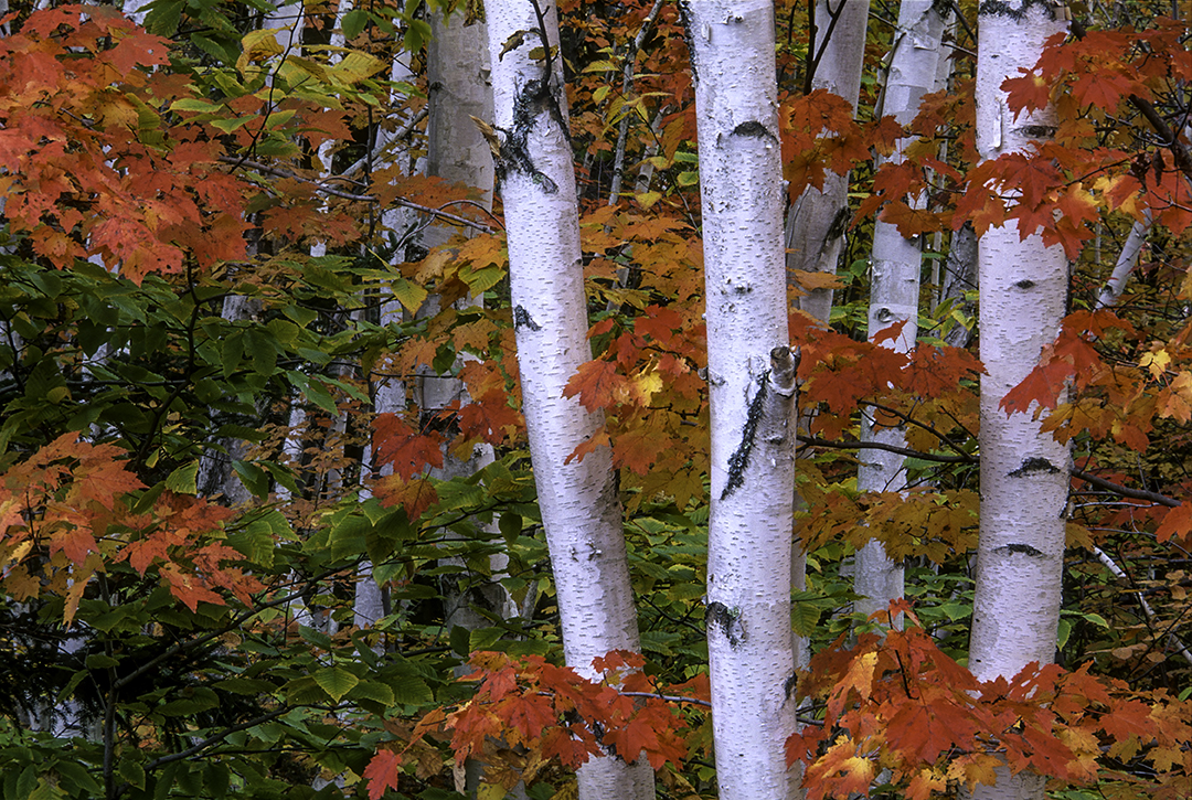 Birches among Maples, Crawford Notch State Park N H.jpg