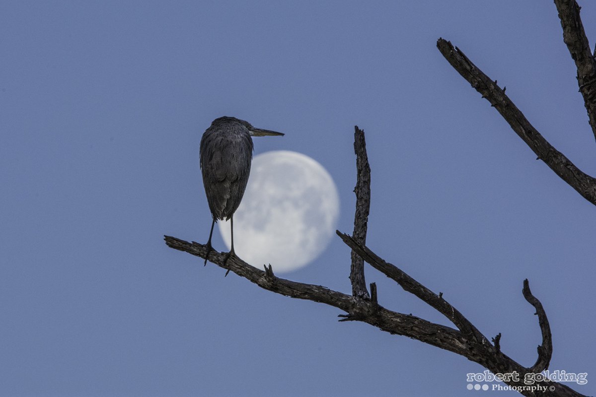 Bird -01.jpg