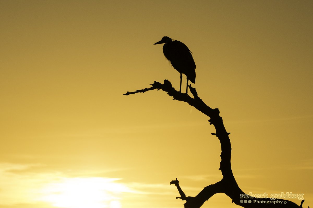 Bird -02.jpg