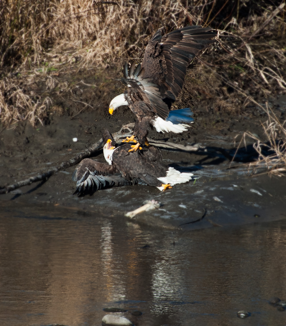 Birds  1012 untitled 854-Edit.jpg