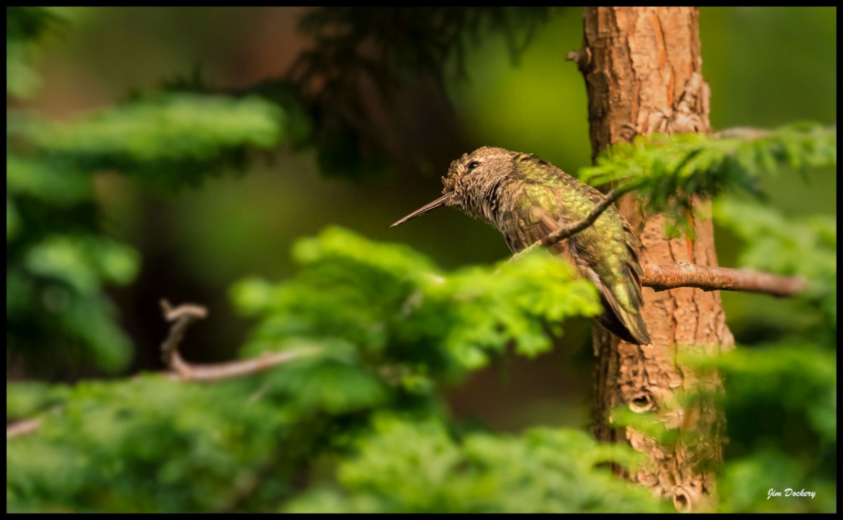 Birds-8.19.18-(28).jpg