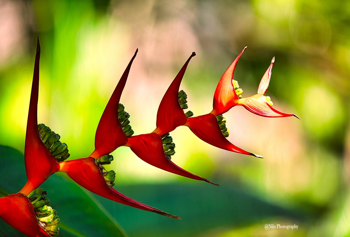 Birds of Paradise 1 2.jpg