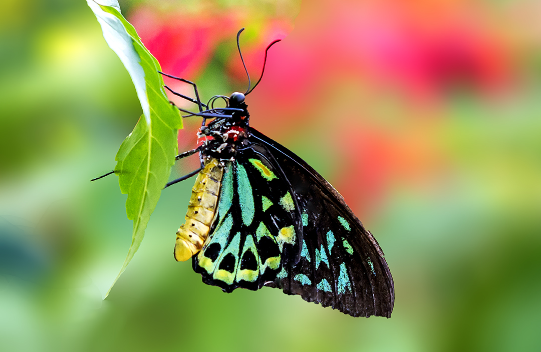 Birdwing .jpg