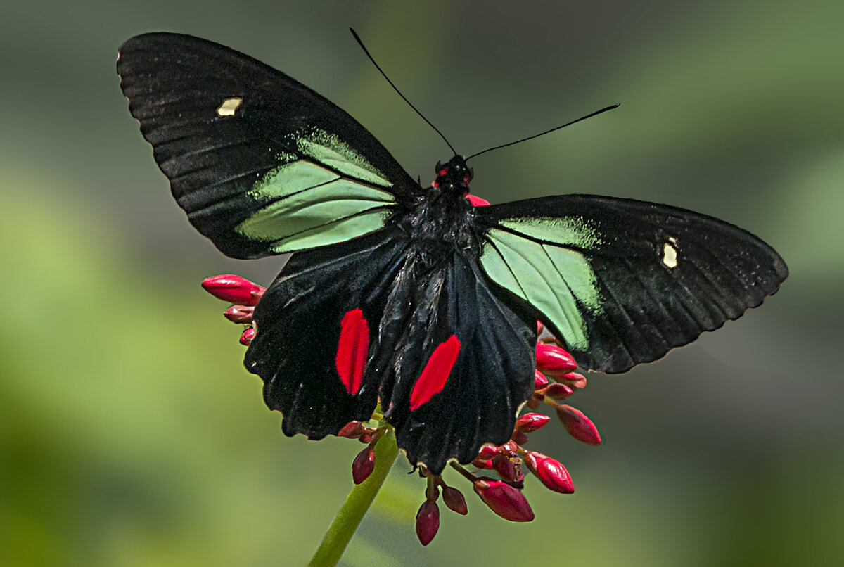 Birdwing.jpg