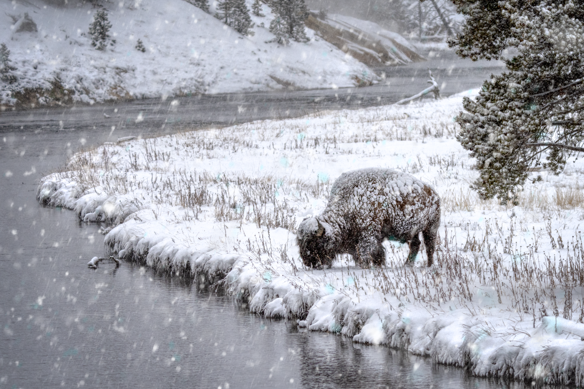 Bison-01141-Edit.png