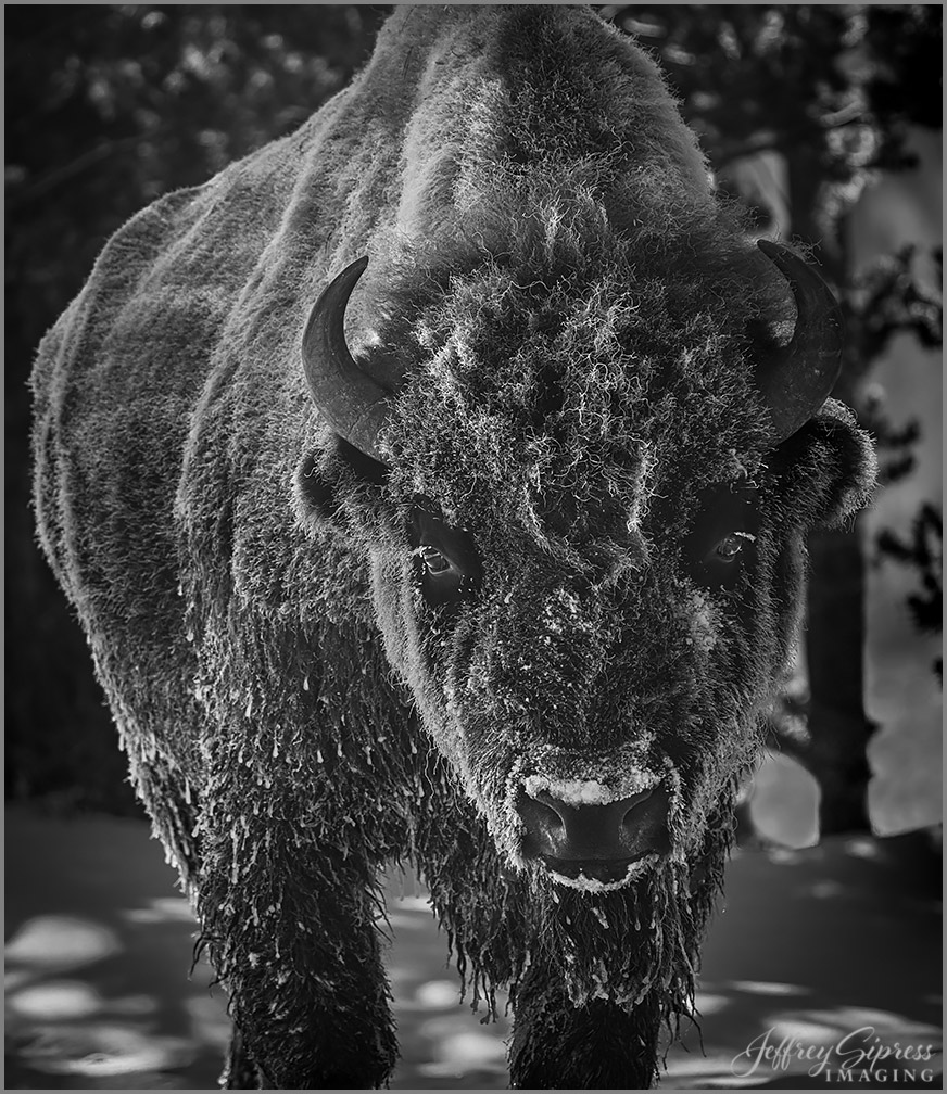 bisonface1.jpg