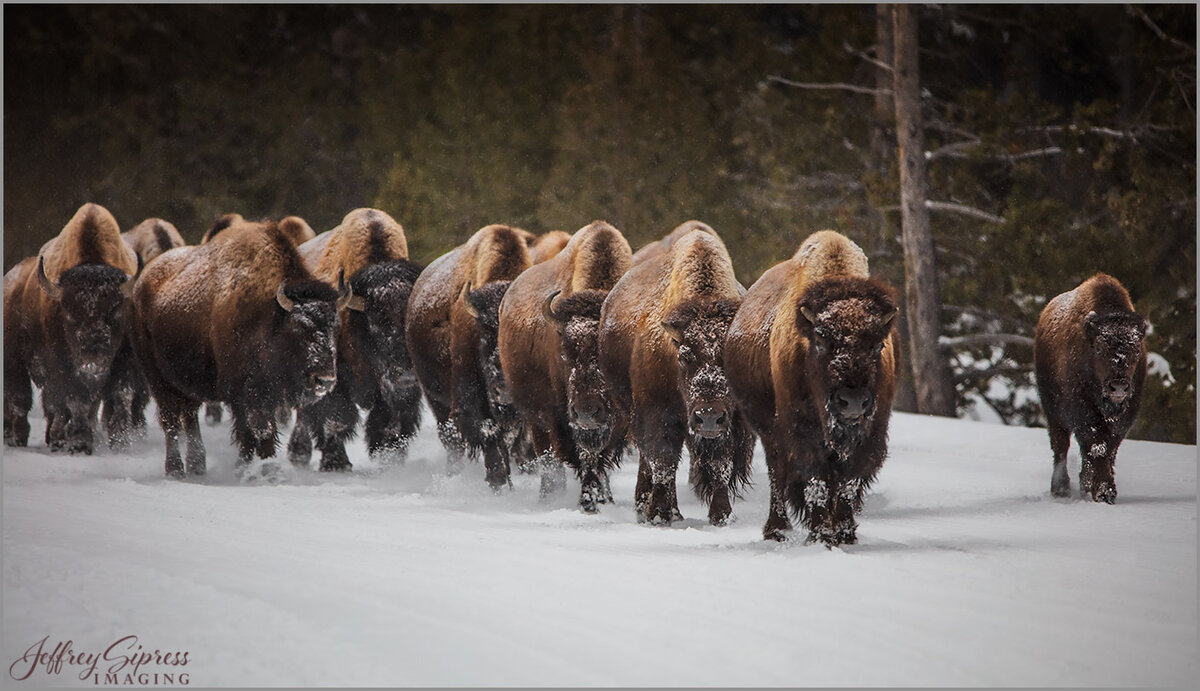 bisongroup1.jpg