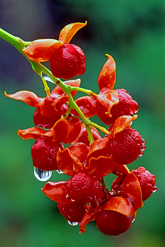 bittersweet final left to right.jpg