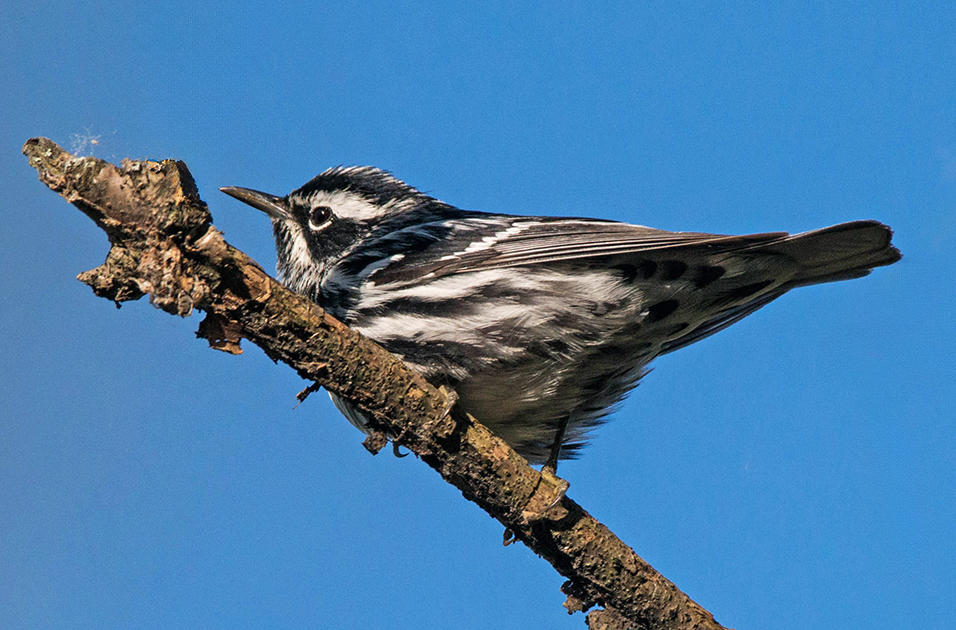 Black and Whie Warbler (1 of 1).jpg