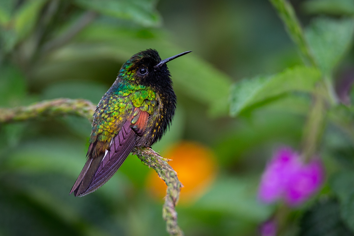 Black-bellied hummingbird.png
