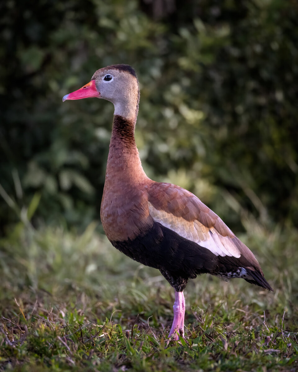 Black-bellied-Whistling-Duck---1.1.jpg
