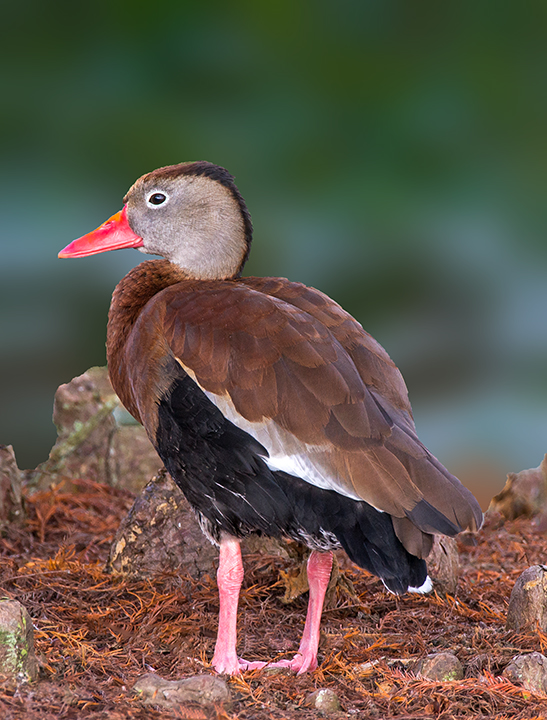 black-bellied whistling duck (1 of 1)-2.jpg