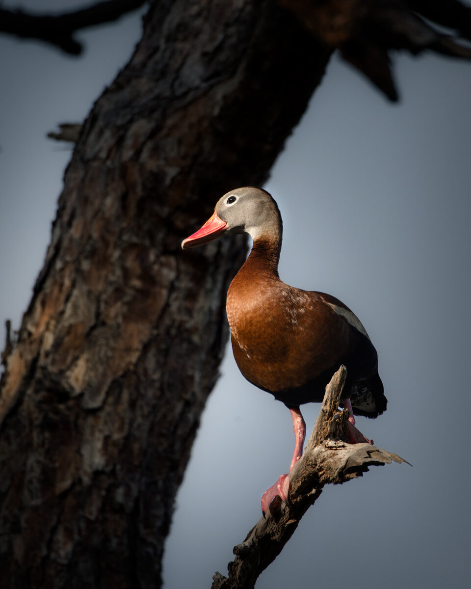 Black-bellied-Whistling-Duck---2.jpg