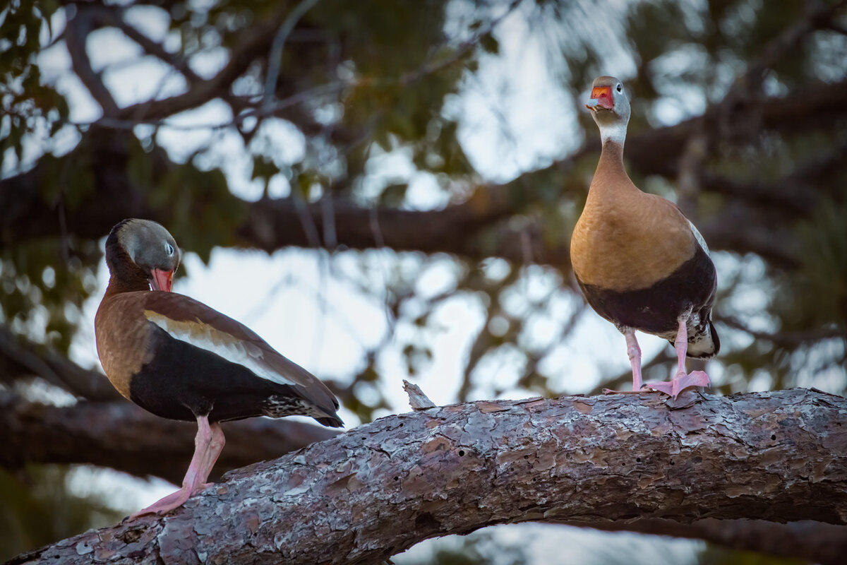 Black-bellied-Whistling-Duck---3.jpg