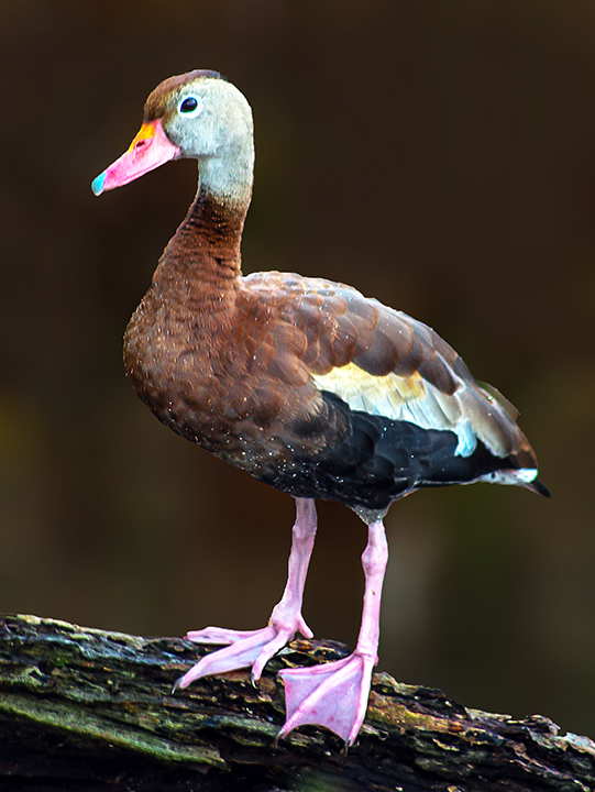 black bellied whistling duck V.jpg