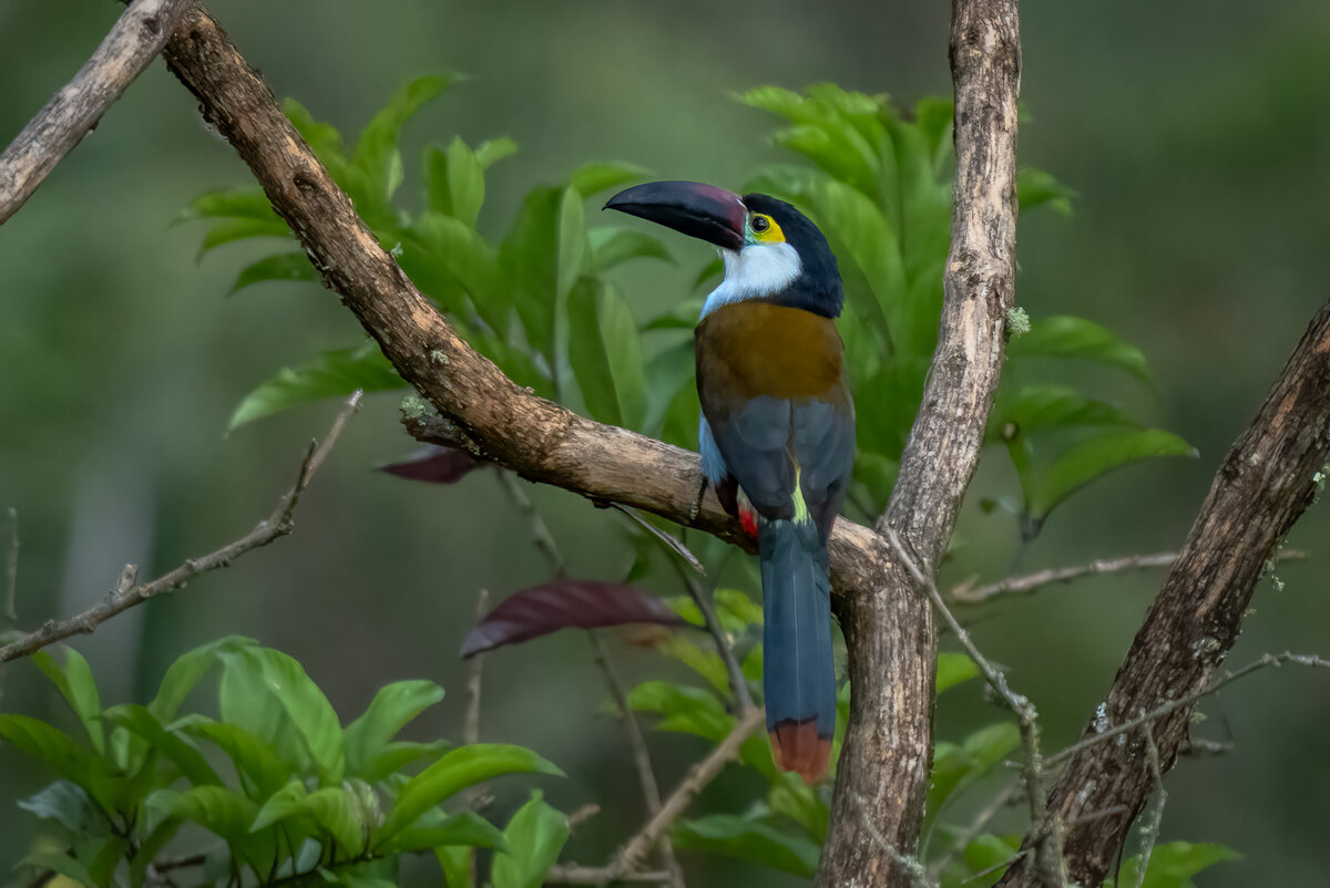 Black-billed Mountain-Toucan-03420-Edit.jpg