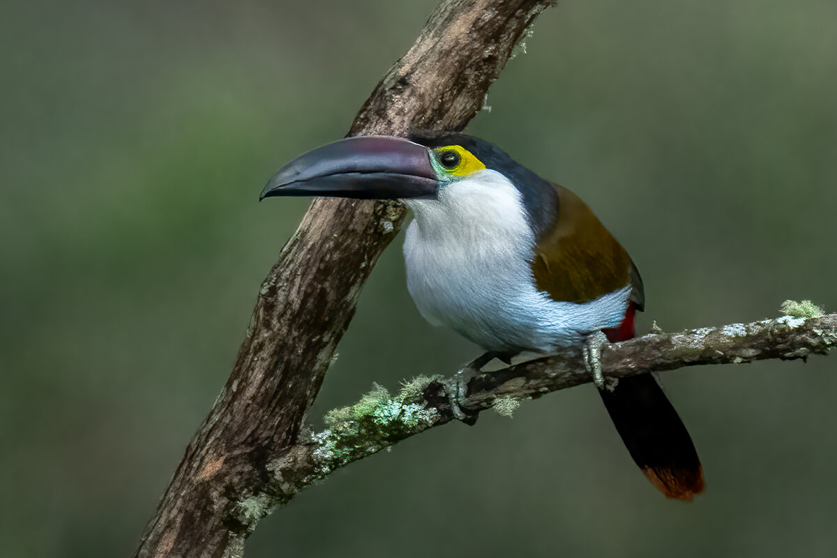 Black-billed Mountain-Toucan-.jpg