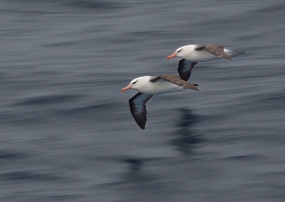 black browed 2 albatross panning.jpg