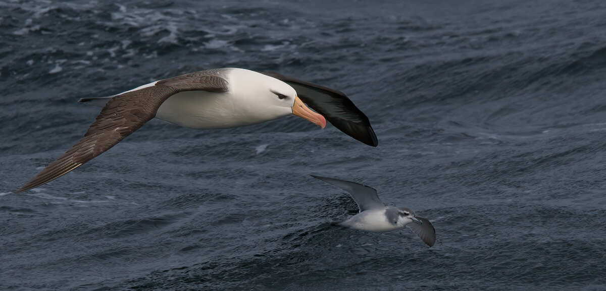 black browed albatross 8 and storm petrel.jpg
