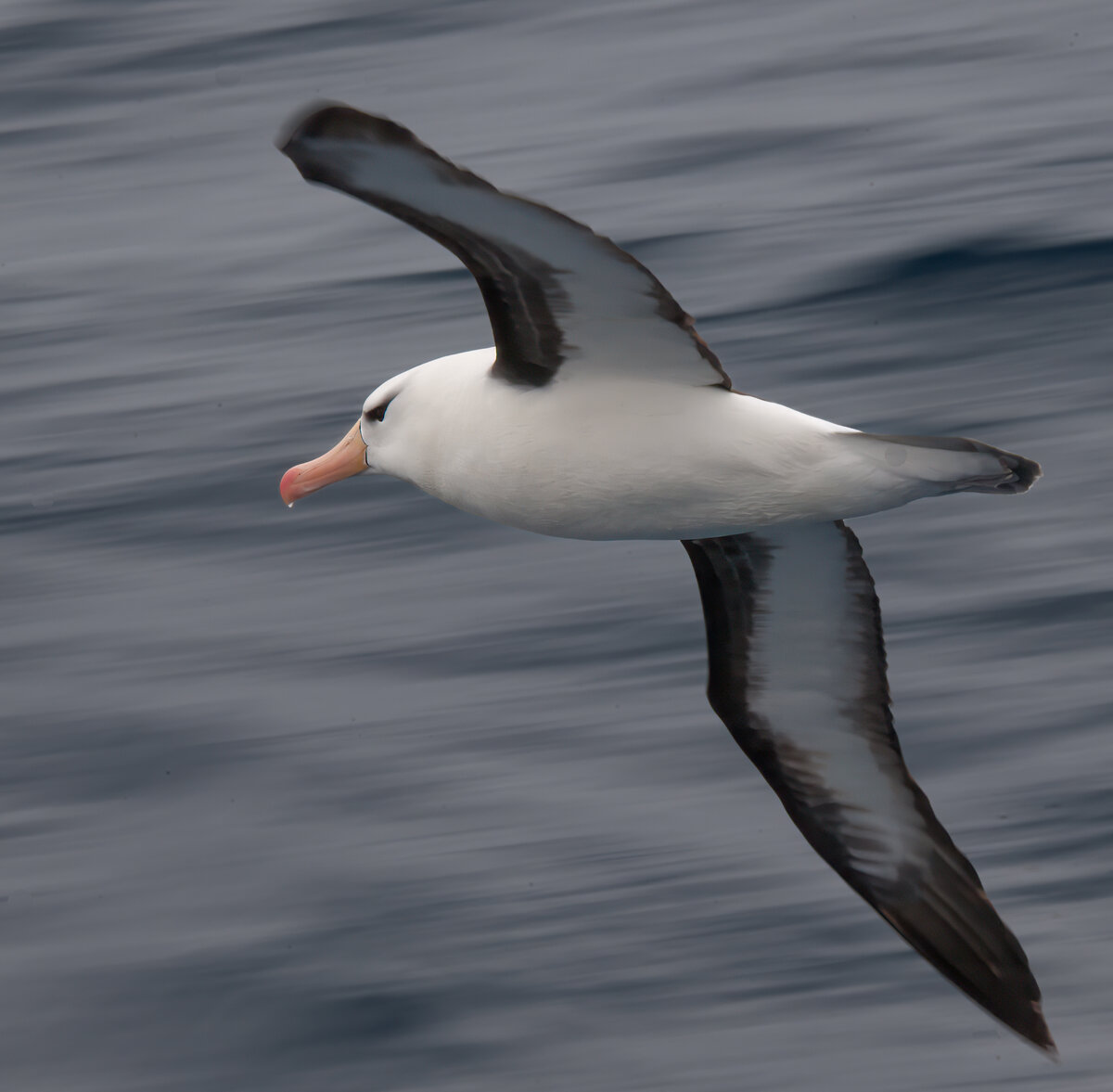black browed albatross panning.jpg