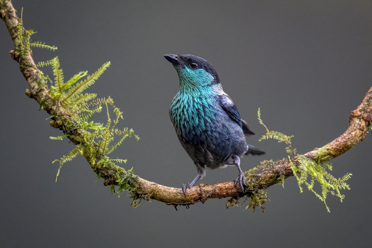 Black-capped Tanage-.jpg