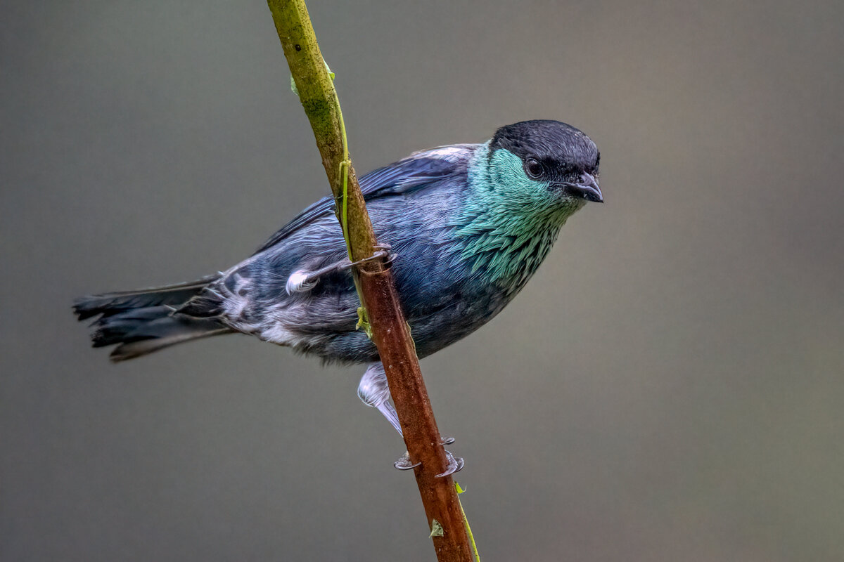 Black-capped tanager-.jpg