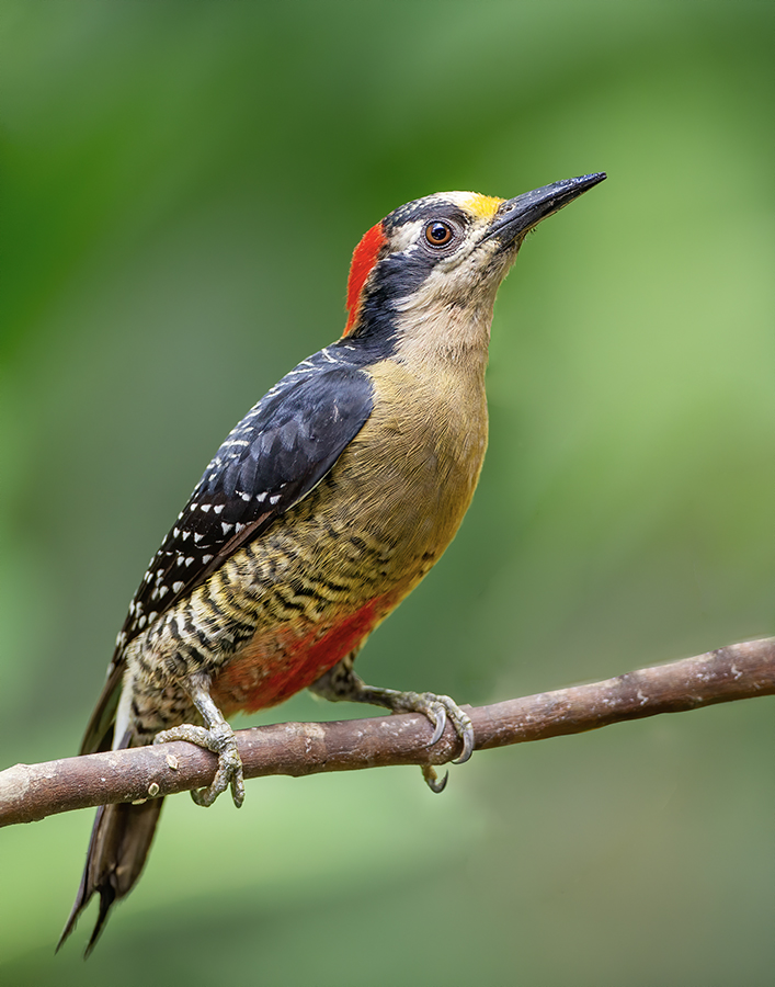 Black-cheeked woodpecker-148-Edit.jpg