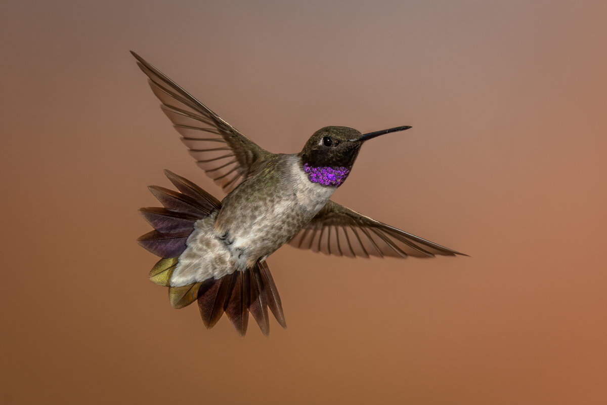 Black-chinned hummingbird-07136-Edit.jpg