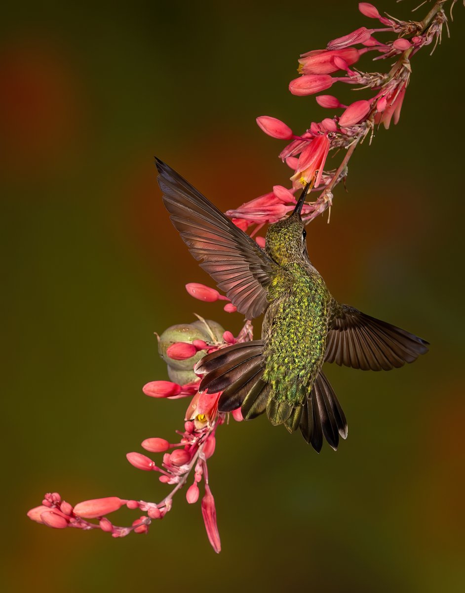 Black-chinned Hummingbird-174-Edit.jpg
